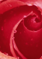 Фотообои 3D цветы 183х254 см Wizard+Genius 368 Роза 4 сегмента (7611487003687)+клей - вид 2 миниатюра