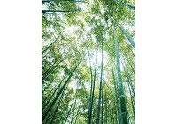 Лето природа флизелиновые фотообои 184x254 см 3Д Высокий бамбуковый лес (150V4A)+клей