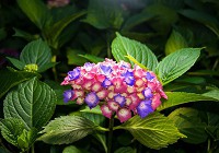 Флизелиновые фотообои 368x254 см 3Д Цветы - гортензия (1562V8)+клей