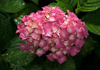 3д флизелиновые фотообои в зал фото 368x254 см Цветы - розовая крупнолистная гортензия (1565V8)+клей