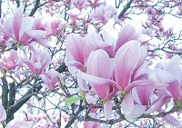 Флізелінові фотошпалери 368x254 см 3Д Магнолії цвітуть (1619V8)+клей - вид 1 мініатюра