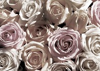 Флізелінові 3D фотошпалери 312x219 см Квіти Ніжні пастельні троянди Вінтаж (1625VEXXL)+клей - вид 1 мініатюра