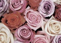 Готовые флизелиновые фотообои 368x254 см 3Д Цветы - букет пастельных роз (1628V8)+клей