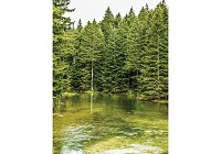 Флизелиновые 3Д фотообои в гостиную природа 184x254 см Речка в хвойном зеленом лесу (1917V4A)+клей