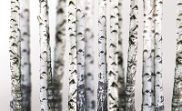 Флизелиновые фотообои природа лес 368x254 см Деревья Березы (1970V8)+клей - вид 1 миниатюра