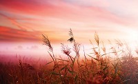Флізелінові фотошпалери фото 312x219 см Рожевий світанок у полі (1994VEXXL)+клей
