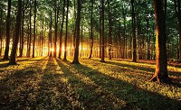 Флізелінові фотошпалери природа 416x290 см 3д Світанок у зеленому лісі (20006VEXXXXL) +клей