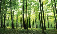 Флізелінові фотошпалери з природою 416x290 см Дерева Пейзаж Зелений ліс (20011VEXXXXL) +клей - вид 1 мініатюра