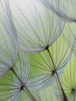 Флізелінові фотошпалери квіти 206x275 см 3Д Макро кульбаби на зеленому тлі (20013VEA) +клей - вид 1 мініатюра