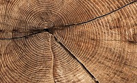 Флизелиновые фотообои 368x254 см Поперечное сечение колец ствола дерева (2006V8)+клей