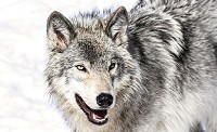 Флизелиновые 3д фотообои с животными 520x318 см Снежный волк (20307VEXXXXXL) +клей