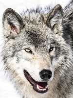 3d флизелиновые фотообои животные 206x275 см Снежный волк (20307VEA) +клей