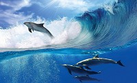 Флизелиновые 3д фотообои море 520x318 см Дельфины прыгают по волнам (20311VEXXXXXL) +клей