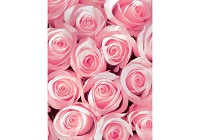 Флизелиновые 3д фото обои 184x254 см Розовые бутоны роз (2168V4A)+клей