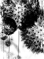 Флізелінові фотошпалери квіти 206x275 см Біло-чорні кульбаби (2189VEA)+клей - вид 1 мініатюра