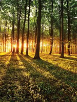 Красивые флизелиновые фотообои с природой 206x275 см 3д Рассвет в зеленом лесу (2226VEA) +клей