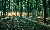 Флізелінові фотошпалери дерево 416x254 см 3д Сонячні промені в літній зелений ліс (2228VEXXXL)+клей - вид 1 мініатюра