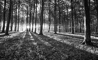 Готовые черно-белые флизелиновые фотообои 368x254 см Солнечные лучи в лесу (2229V8)+клей