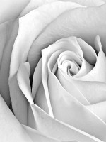 Флизелиновые фотообои в коридор 184x254 см Цветы - бутон белой розы (2256V4A)+клей