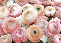 Флизелиновые фотообои в гостиную цветы 368x254 см 3Д лютик азиатский садовый (2297V8)+клей