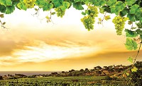 Флизелиновые фотообои красивые 254x184 см Красивый пейзаж и виноградная лоза (2330V4)+клей