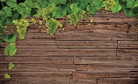 Красивые флизелиновые фотообои 368x254 см Дубовые доски и виноградная лоза (2335V8)+клей