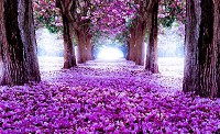 Красивые флизелиновые фотообои природа 416x254 см Ковер из фиолетовых лепестков в лесу (2379VEXXXL)+клей - вид 1 миниатюра