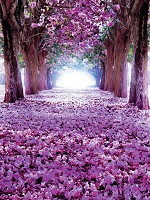 Флизелиновые фотообои 206x275 см Ковер из фиолетовых лепестков в лесу (2379VEA)+клей - вид 1 миниатюра