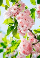 Фотообои на стену: 254х366 см. Цветы Сакуры №133А