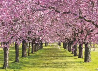 Флізелінові фотошпалери квіти 254х184 см Вишневий сад (010V4)+клей