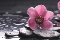 Фотообои флизелиновые 3D Цветы 375х250 см Орхидея и камни (MS-5-0120)+клей