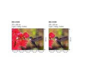 Фотообои флизелиновые 3D Птицы 375х250 см Колибри (MS-5-0230)+клей - вид 5 миниатюра