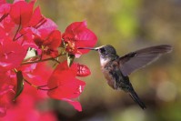 Фотообои флизелиновые 3D Птицы 375х250 см Колибри (MS-5-0230)+клей