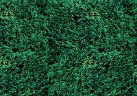 Флизелиновые фотообои 254x184 см Маленькие зеленые листочки (2623V4)+клей