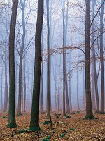 Флизелиновые 3д фотообои с природой 206x275 см Осенний туманный лес (2658VEA)+клей - вид 1 миниатюра