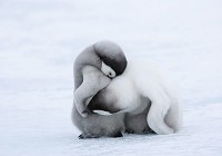 Красивые флизелиновые фотообои на кухню 416x254 см Два пингвина (2725VEXXXL)+клей