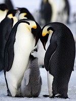 Флизелиновые фотообои красивые 184x254 см Пингвины (2735V4A)+клей