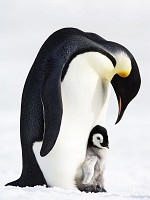 Флизелиновые фотообои в спальню природа 206x275 см Пингвины (2736VEA)+клей