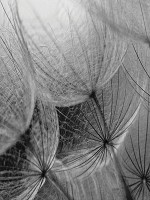 Цветы флизелиновые фотообои 206x275 см Макро одуванчик на черно-белом фоне (281VEA) +клей - вид 1 миниатюра