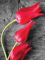 Флизелиновые фотообои для спальни 3д цветы 184x254 см Красные тюльпаны на сером фоне (282V4A)+клей