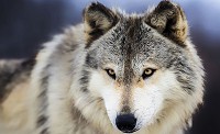 Флизелиновые фотообои 3д животные 312x219 см Снежный волк (2938VEXXL)+клей - вид 1 миниатюра