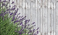 Флизелиновые фотообои в интерьере цветы 312x219 см Лаванда на серых досках (2962VEXXL)+клей