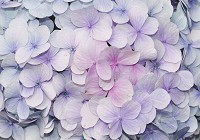 Флизелиновые 3д фотообои на всю стену 254x184 см Цветы гортензии (3121V4)+клей