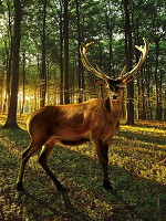 Флизелиновые фотообои с деревьями на стену 3д Животные 206x275 см Олень в солнечном лесу (3194VEA)+клей - вид 1 миниатюра