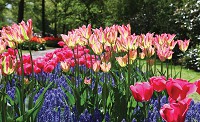 Флизелиновые фотообои красивые 3д цветы 416x254 см Тюльпаны на клумбе (3403VEXXXL)+клей - вид 1 миниатюра