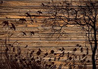 Красиві коричневі флізелінові фотошпалери природи 312x219 см Чорне дерево квіти та пташки на дошках (3487VEXXL)+клей - вид 1 мініатюра