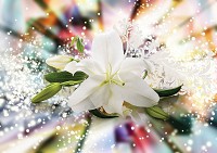 Флизелиновые фото обои 3д цветы на стену 312x219 см Большая белая лилия (3489VEXXL)+клей - вид 1 миниатюра