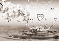 3д цветы флизелиновые фотообои 368x254 см Сердце на воде с белыми орхидеями (3495V8)+клей - вид 1 миниатюра