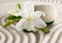 Флизелиновые фотообои в гостиную 3д цветы 368x254 см Большая белая лилия и камень на песке (3522V8)+клей - вид 1 миниатюра