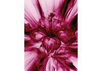 Флізелінові фотошпалери 206x275 см Червона абстрактна квітка (3533VEA)+клей - вид 1 мініатюра